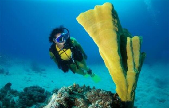 菲律宾宿务潜水