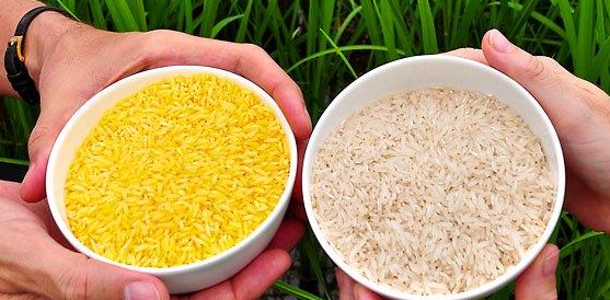 菲律宾仍将稳居世界上最大的大米进口国方位