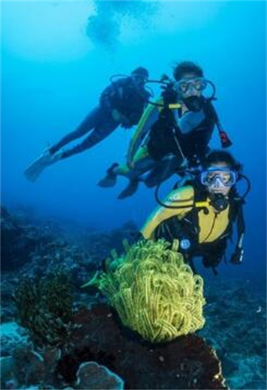 菲律宾最适合潜水的地方（潜水最佳时间点）