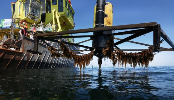 菲律宾DA支持海藻产业重新夺回世界第一的位置