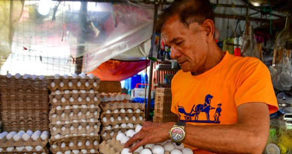 菲律宾鸡蛋大小随气候转凉逐步恢复正常